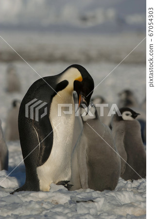滲透企鵝 67054303