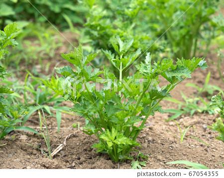 Celery field 67054355