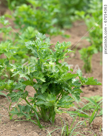 Celery field 67054363