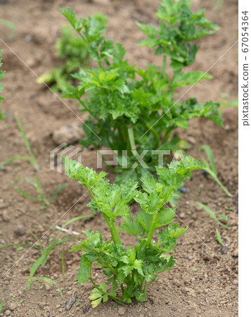 Celery field 67054364