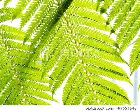 熱帶圖像蕨葉 67054545