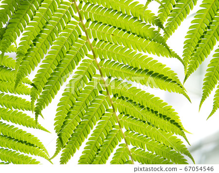 熱帶圖像蕨葉 67054546