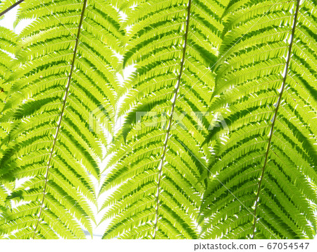 Tropical image fern leaf Tropical image fern leaf 67054547