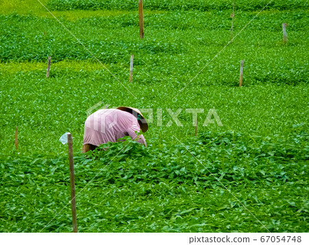Peaceful people lifestyle in Hoi An, Vietnam Peaceful people lifestyle in Hoi An, Vietnam 67054748