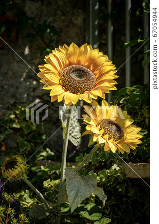 Three sunflower flowers in the garden Three sunflower flowers in the garden 67054944