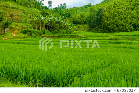 Lao Cai rice fields near Sapa (Chapa) in north 67055027