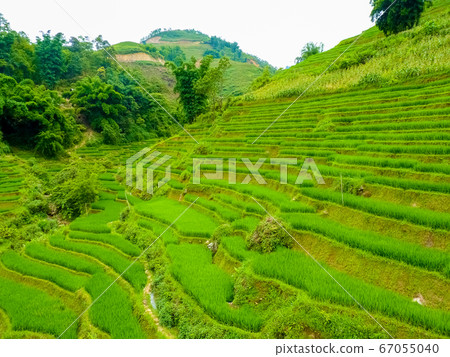 Lao Cai rice fields near Sapa (Chapa) in north Lao Cai rice fields near Sapa (Chapa) in north 67055040