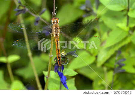 Ushubitimbo 67055045