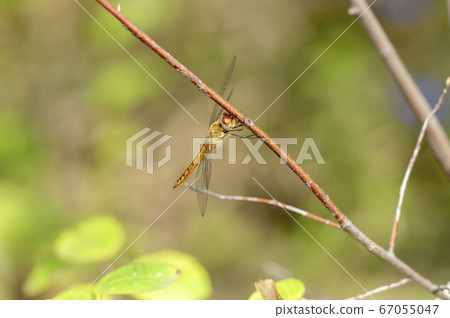 黃蜻 黃蜻 67055047