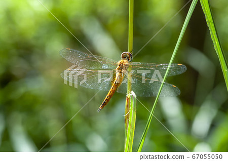 黃蜻 黃蜻 67055050