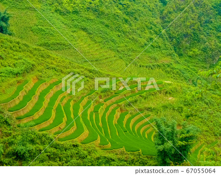 Lao Cai rice fields near Sapa (Chapa) in north 67055064