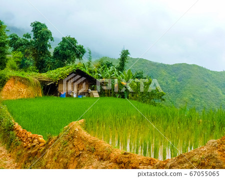 Lao Cai rice fields near Sapa (Chapa) in north Lao Cai rice fields near Sapa (Chapa) in north 67055065