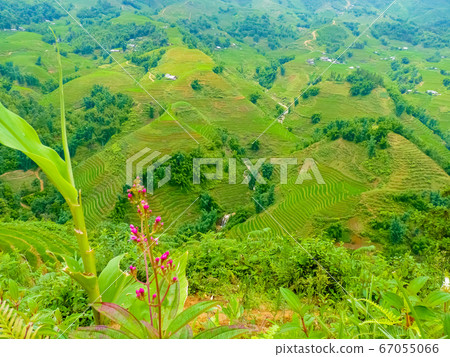 Lao Cai rice fields near Sapa (Chapa) in north 67055066