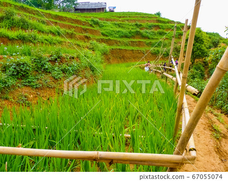 Lao Cai rice fields near Sapa (Chapa) in north Lao Cai rice fields near Sapa (Chapa) in north 67055074
