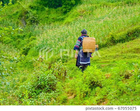 Lao Cai rice fields near Sapa (Chapa) in north Lao Cai rice fields near Sapa (Chapa) in north 67055075
