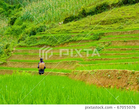 Lao Cai rice fields near Sapa (Chapa) in north Lao Cai rice fields near Sapa (Chapa) in north 67055076