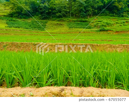 Lao Cai rice fields near Sapa (Chapa) in north Lao Cai rice fields near Sapa (Chapa) in north 67055077