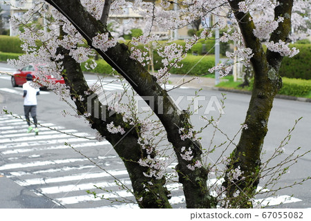 櫻花 櫻花 67055082