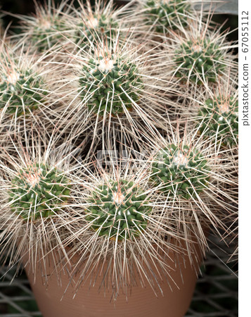 Cactus Hakuryumaru Cactus Hakuryumaru 67055112