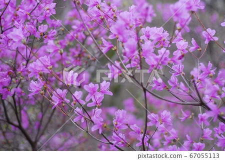 大和杜鵑花 大和杜鵑花 67055113