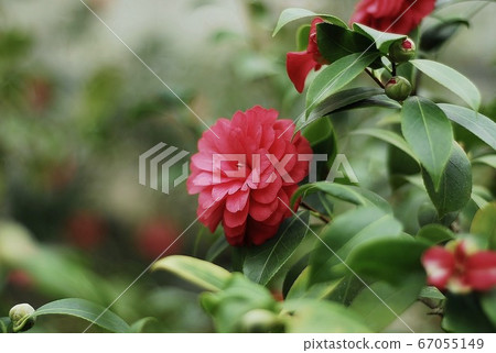 Camellia 67055149