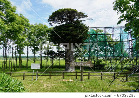 Song no Matsu/Tomimachi 67055285