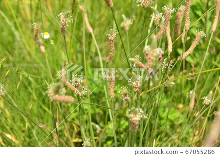 Prickly pear 67055286