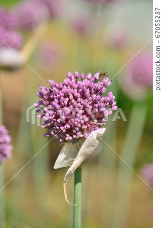 Allium Gingatium Allium Gingatium 67055287
