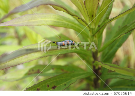 Larvae of ladybird, side excreted on leaves Larvae of ladybird, side excreted on leaves 67055614