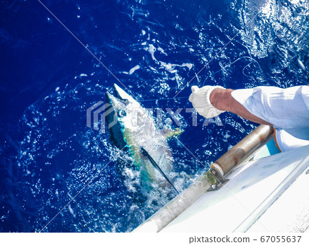 Yellowfin tuna fishing at Phayao in Kumejima, Okinawa 67055637