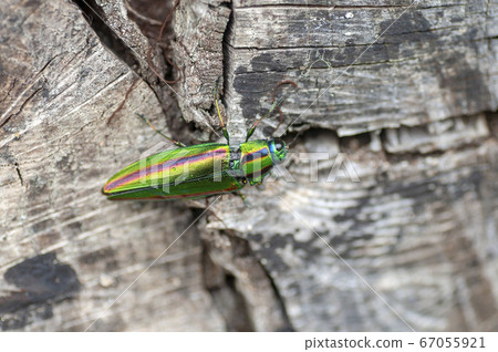 A badger beetle A badger beetle 67055921