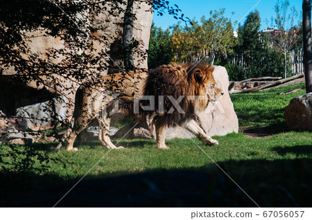 Male Lion walk on green grass lawn in Valencia. Spain 67056057