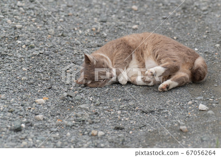 Cats rubbing down 67056264