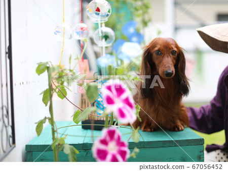 Summer garden and dachshund 67056452