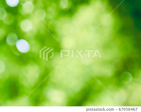 Abstract forest bokeh background, stray focus Abstract forest bokeh background, stray focus 67056467