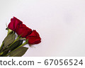 Three red roses on white backgroung with copy space. 67056524