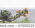 The succulent echeveria blooms in bright orange colors. The flower stands on the windowsill. 67056529