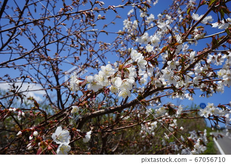 The cherry blossoms in Hachimantai are cute The cherry blossoms in Hachimantai are cute 67056710