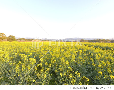 油菜田 67057078