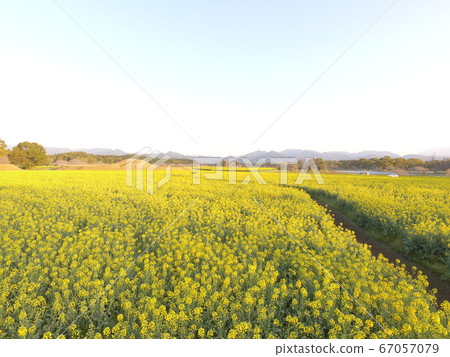 油菜田 67057079