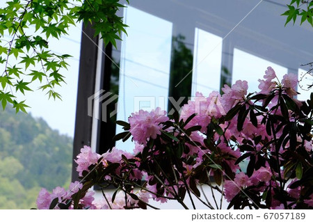 Rhododendron 67057189