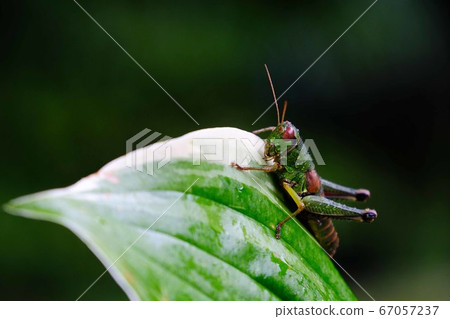 Locust Locust 67057237