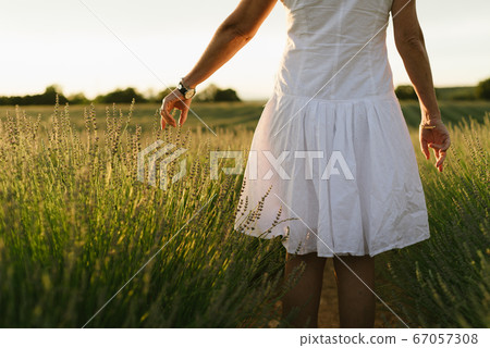Beautiful woman in a white dress walks in the lavender field 67057308