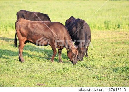 Japanese beef 67057343