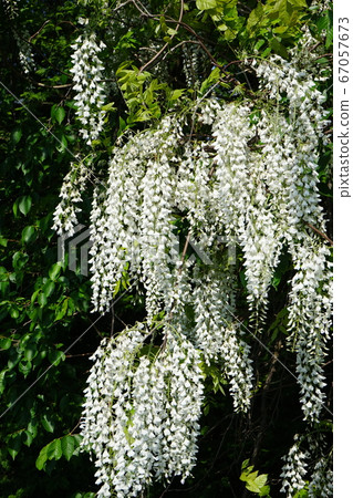 Stunning white wisteria flowers 67057673