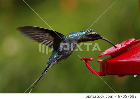 Midori Yumi Hummingbird Midori Yumi Hummingbird 67057682