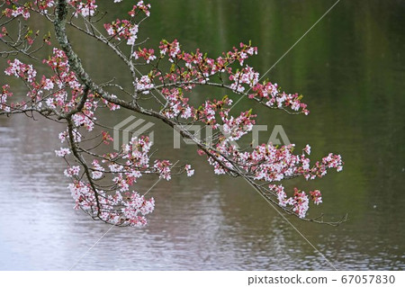 Cherry Blossoms	 67057830