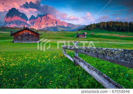 Seiser Alm vacation resort with yellow spring flowers, Italy, Europe 67058046