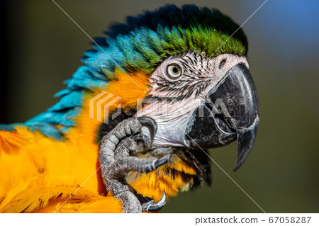 Macaw bird Parakeet 67058287