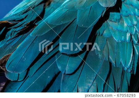 Macaw bird Parakeet Macaw bird Parakeet 67058293